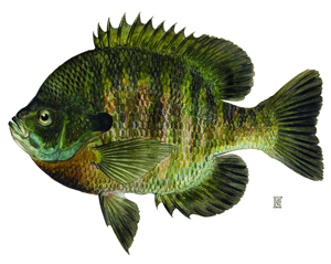 bluegill