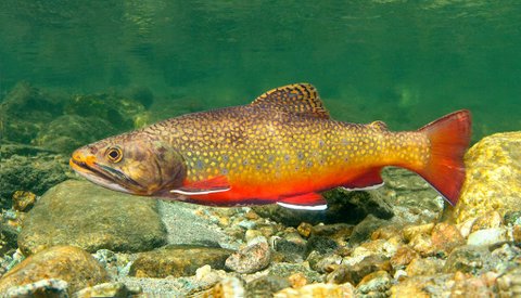 Bull Trout
