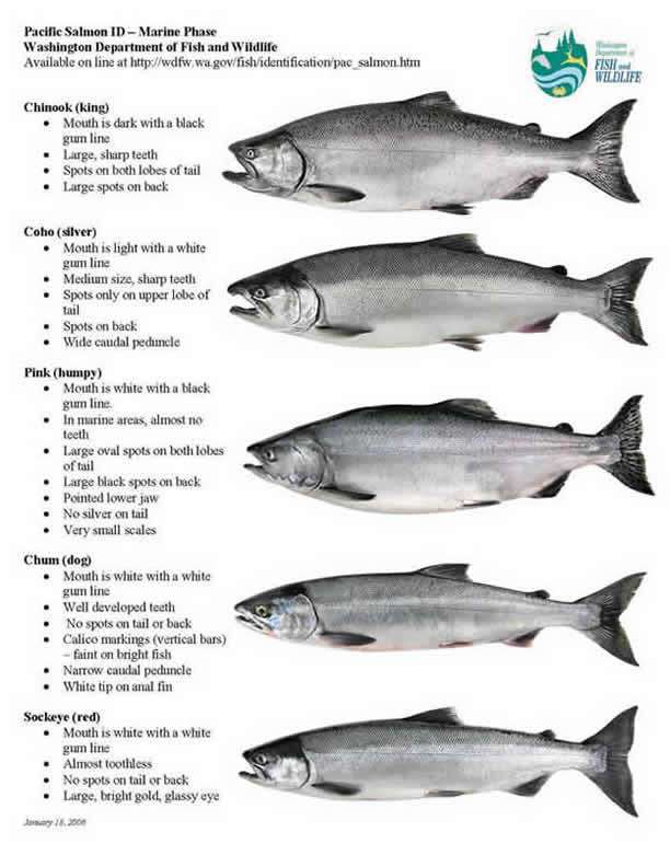 pacific salmon