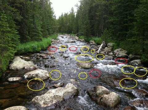 Fly fishing pocket water